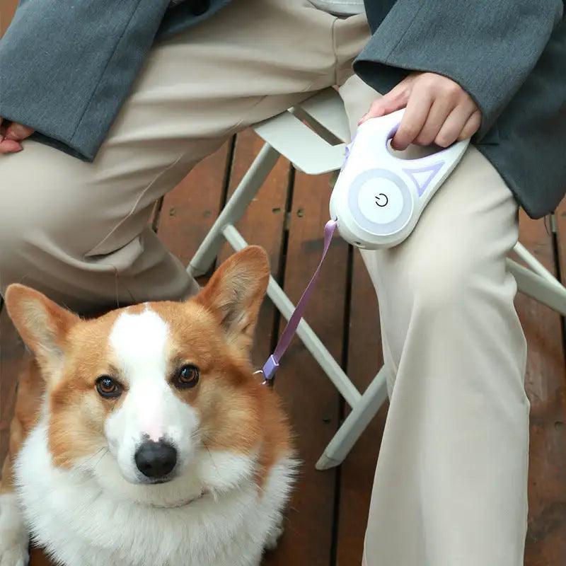 "Light Up Your Night Walks with LED Dog Leash!"